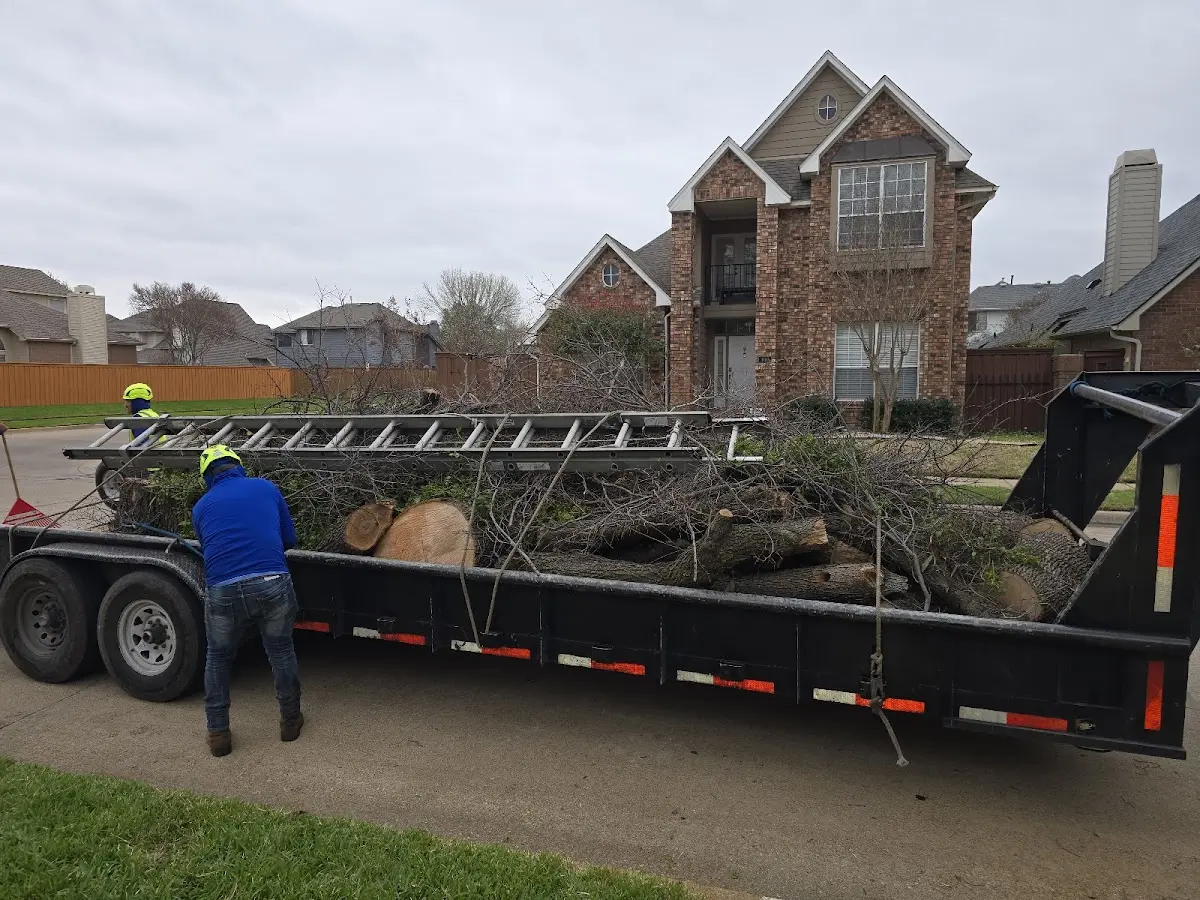 Expert Tree Pest Control with proper safety equipment in Goodyear
